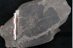 Foto (Detailansicht) von Cordaites sp.  (NHMW-GEO-2024-0188-11145)